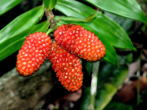 Freycinetia scandens
