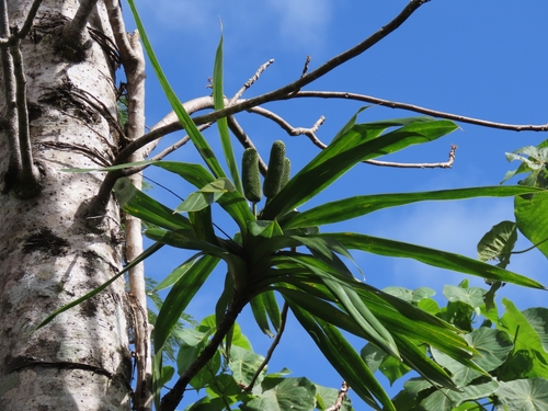Freycinetia urvilleana
