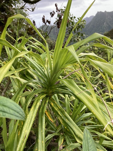 Freycinetia wilderi