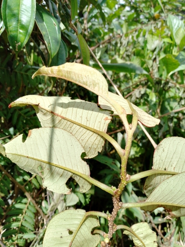 Freziera verrucosa (Huile) — photo