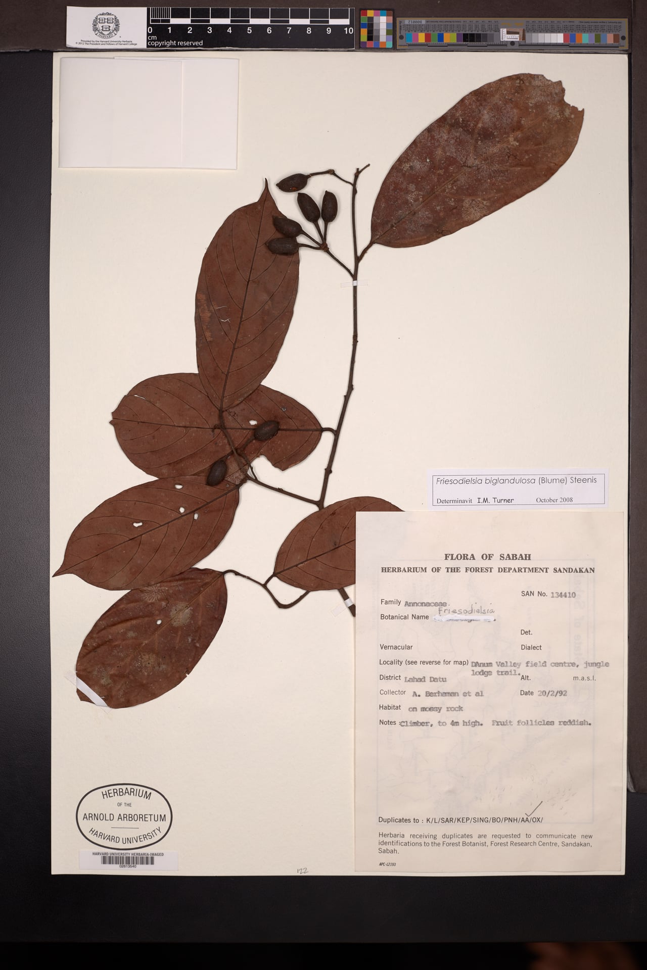 Friesodielsia biglandulosa (Pisang-pisang hitam) — photo