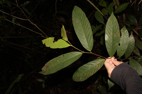 Friesodielsia biglandulosa