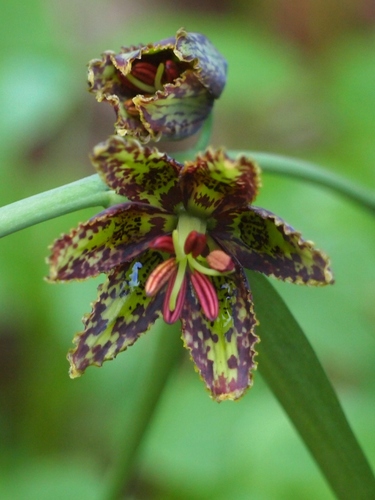 Fritillaria affinis (Rice-grain Fritillary) — photo