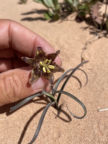 Fritillaria atropurpurea (Purple fritillary) — photo