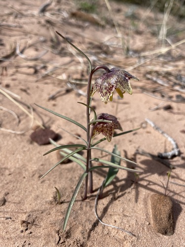Fritillaria atropurpurea (Purple fritillary) — photo