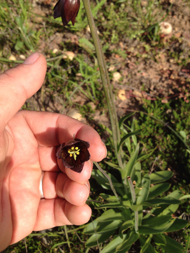 Fritillaria biflora — photo