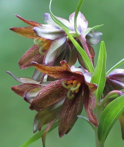 Fritillaria camschatcensis (Black sarana) — photo