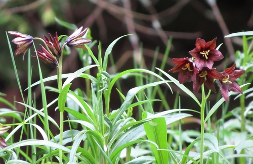 Fritillaria camschatcensis (Black sarana) — photo