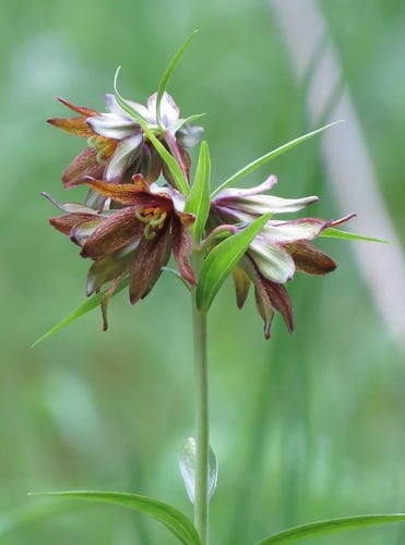 Fritillaria camschatcensis