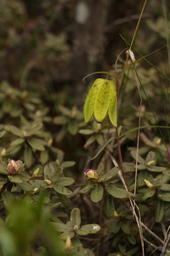 Fritillaria cirrhosa — photo