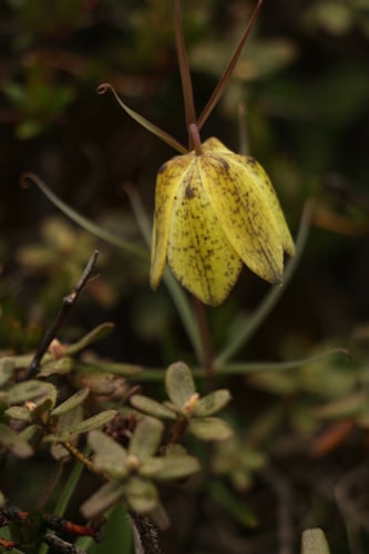 Fritillaria cirrhosa
