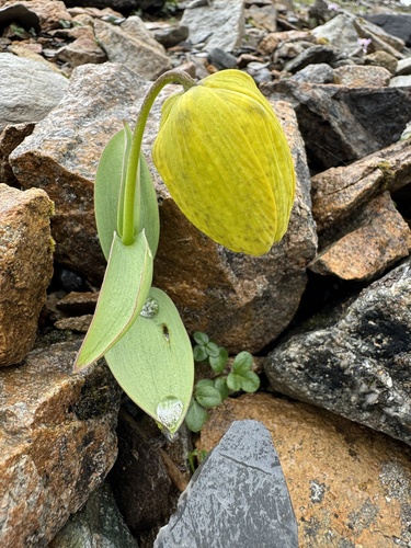 Fritillaria delavayi — photo
