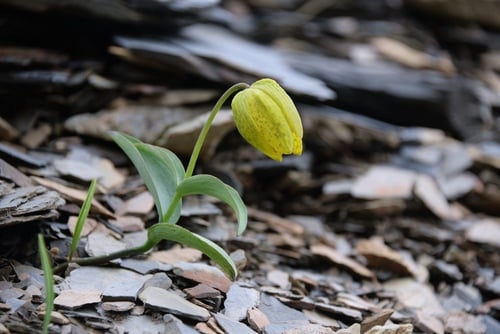 Fritillaria delavayi