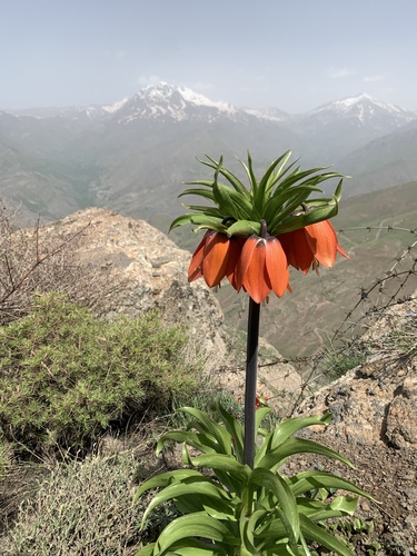 Fritillaria imperialis (Crown imperial lily) — photo