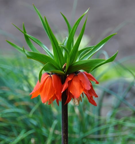 Fritillaria imperialis