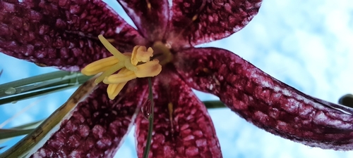 Fritillaria lutea — photo