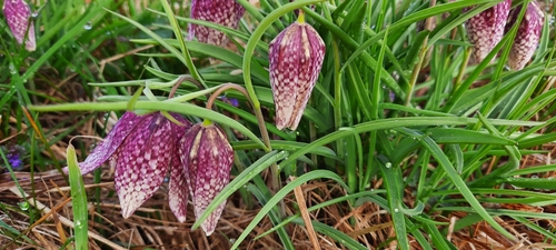 Fritillaria lutea — photo