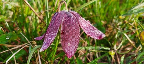 Fritillaria lutea