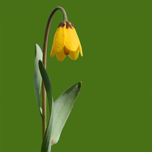 Fritillaria pudica (Yellow Fritillary) — photo