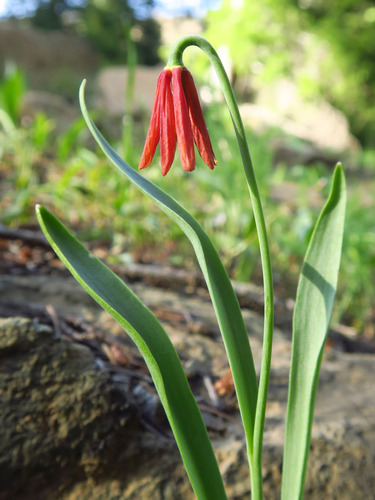 Fritillaria pudica (Yellow Fritillary) — photo