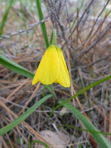 Fritillaria pudica
