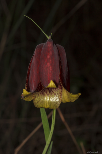 Fritillaria pyrenaica — photo