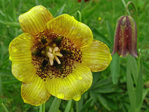 Fritillaria pyrenaica — photo