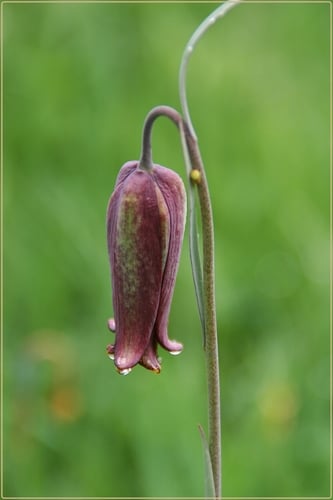 Fritillaria pyrenaica