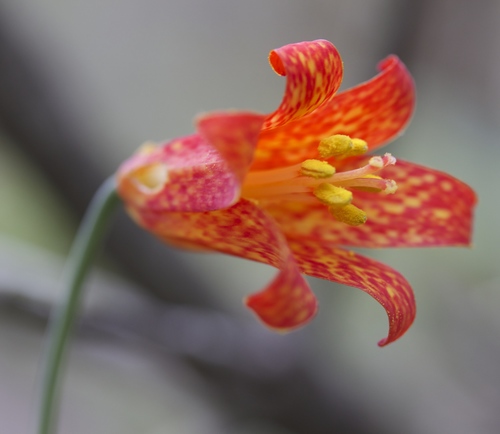 Fritillaria recurva (Scarlet missionbells) — photo