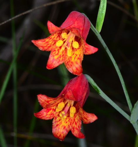 Fritillaria recurva (Scarlet missionbells) — photo