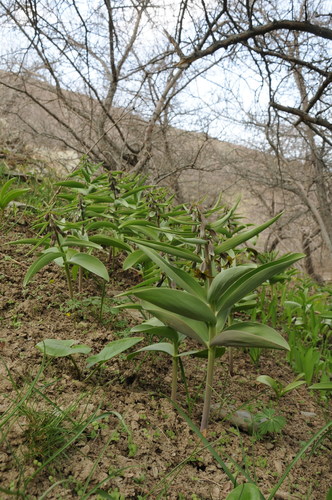 Fritillaria sewerzowii — photo