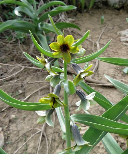Fritillaria sewerzowii — photo