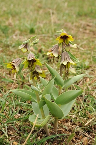 Fritillaria sewerzowii