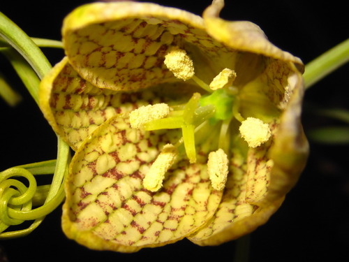 Fritillaria thunbergii (Zhe Bei Mu) — photo