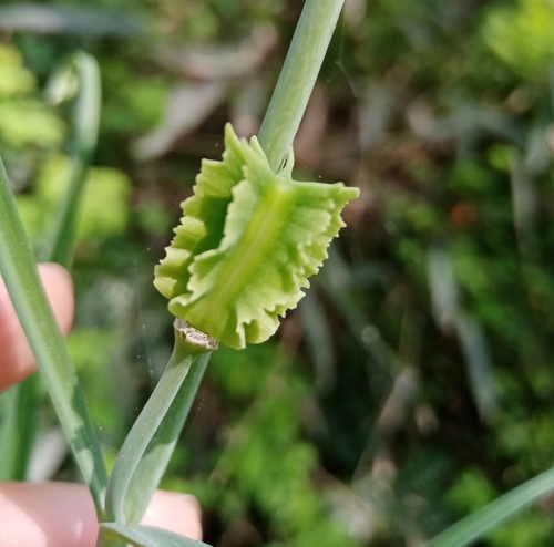 Fritillaria thunbergii (Zhe Bei Mu) — photo