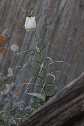Fritillaria verticillata (Baimo) — photo