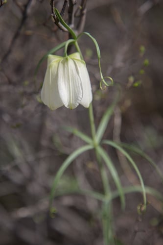 Fritillaria verticillata