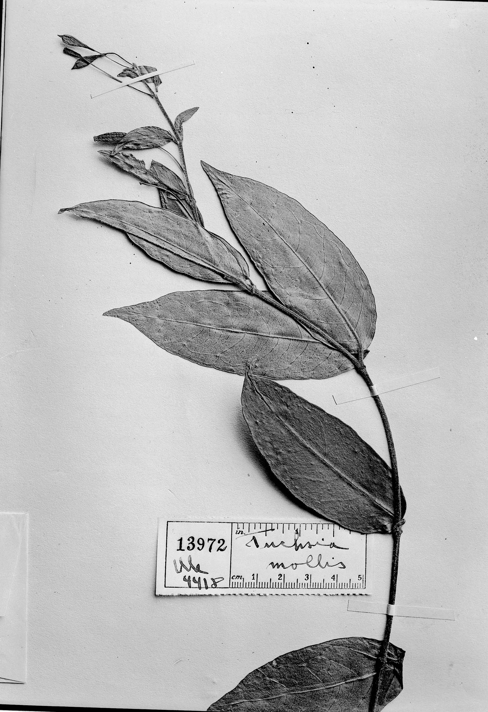 Fuchsia alpestris — photo