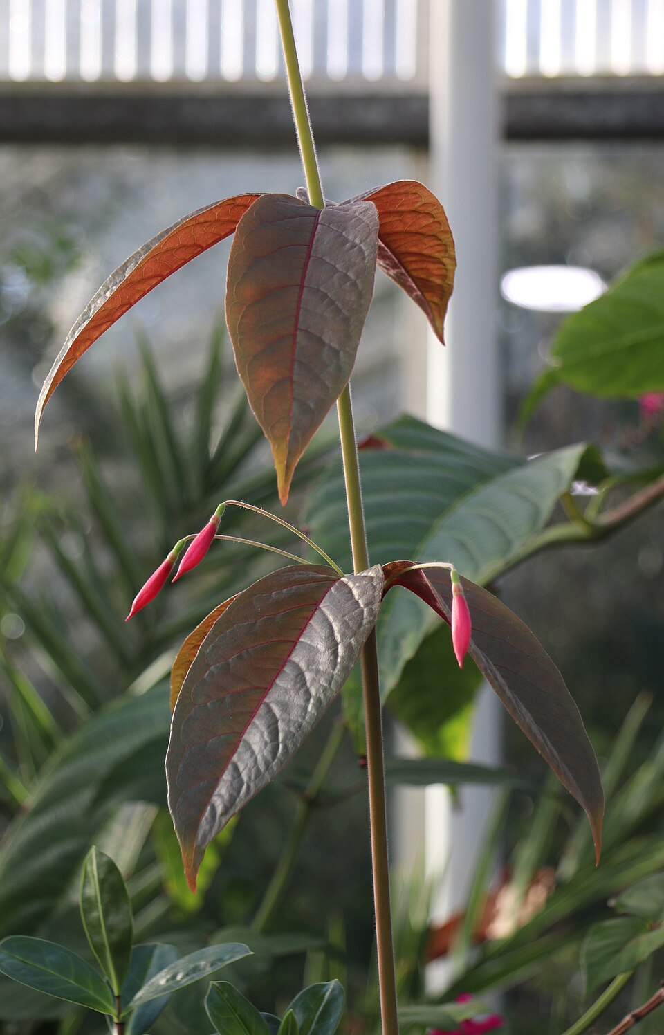 Fuchsia alpestris — photo
