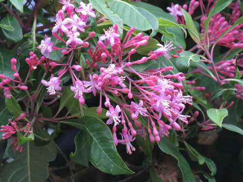 Fuchsia arborescens (Lilac fuschia) — photo