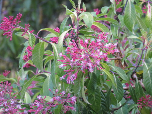 Fuchsia arborescens (Lilac fuschia) — photo