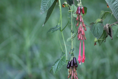 Fuchsia boliviana (Bolivian Fuchsia) — photo