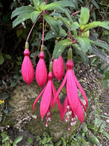 Fuchsia campos-portoi — photo