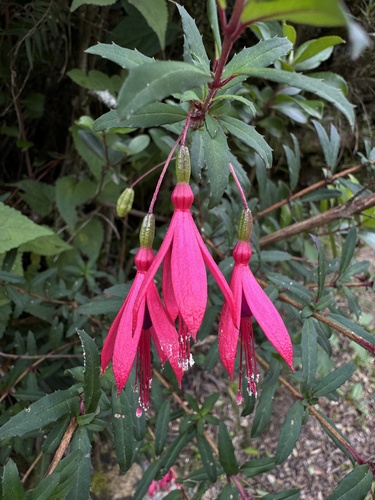 Fuchsia campos-portoi — photo