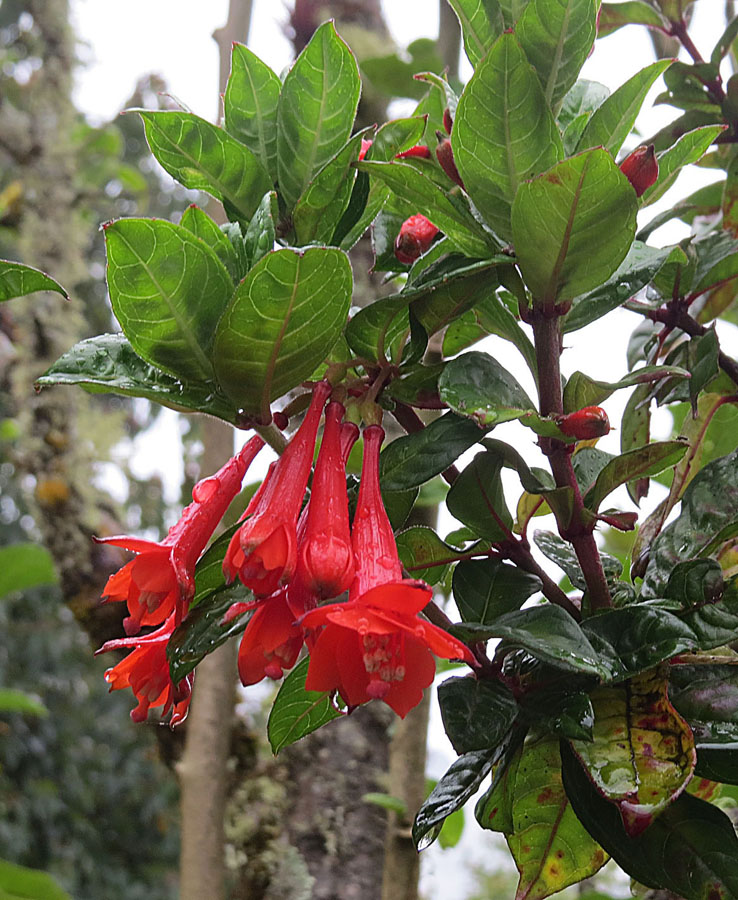 Fuchsia canescens