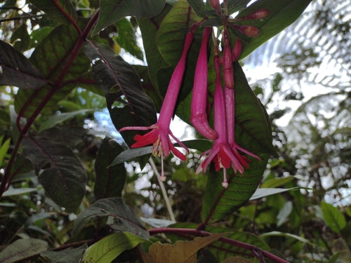 Fuchsia corymbiflora (Peruvian Fuschia) — photo