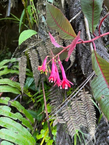 Fuchsia corymbiflora