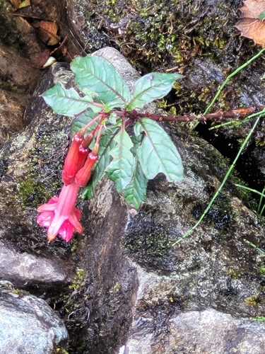 Fuchsia denticulata — photo