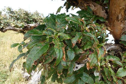 Fuchsia excorticata (Tree fuschia) — photo
