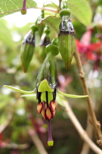 Fuchsia excorticata